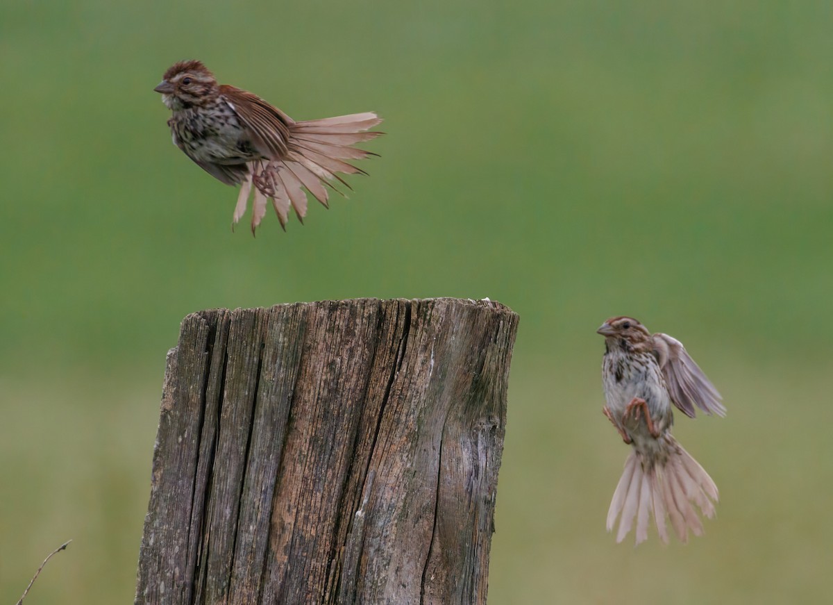 Song Sparrow - ML638134233