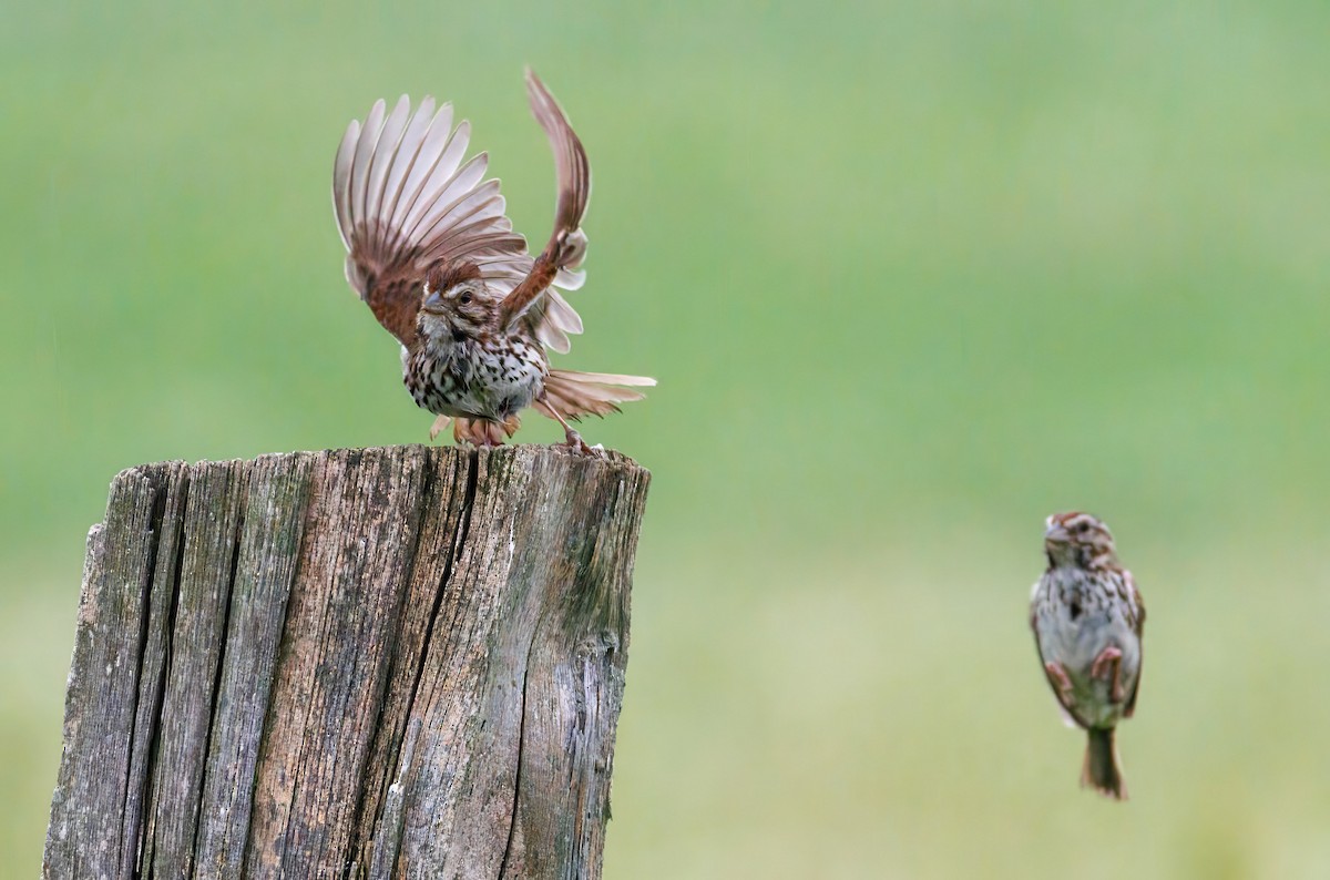 Song Sparrow - ML638134234