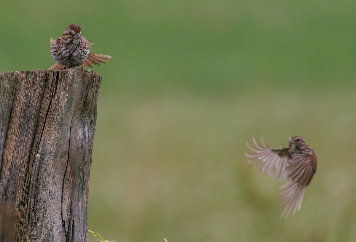 Song Sparrow - ML638134235