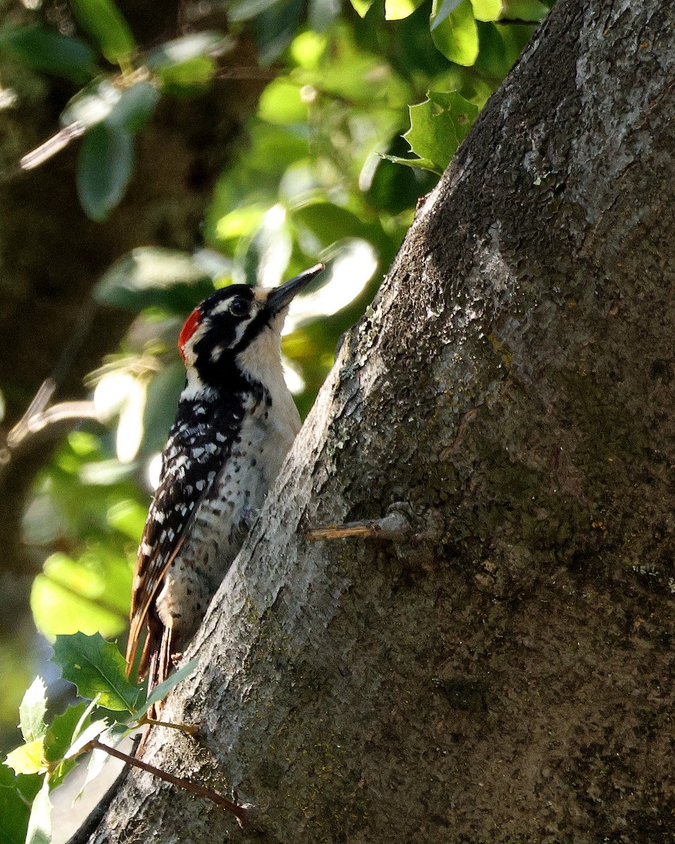 Nuttall's Woodpecker - ML638134245