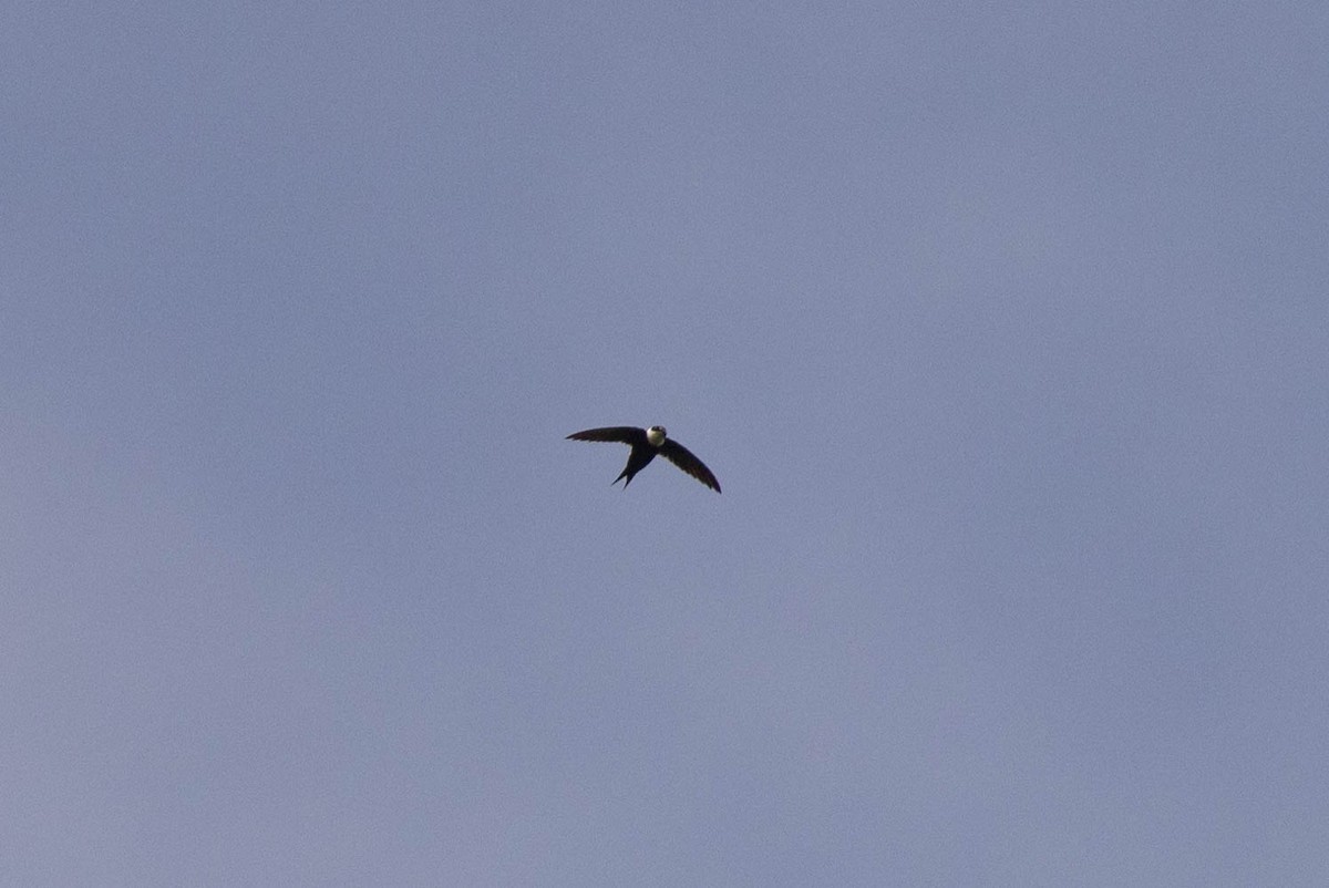 Lesser Swallow-tailed Swift - ML638134252