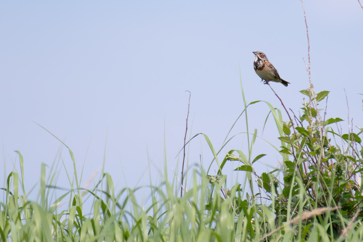 Chestnut-eared Bunting - ML638134264