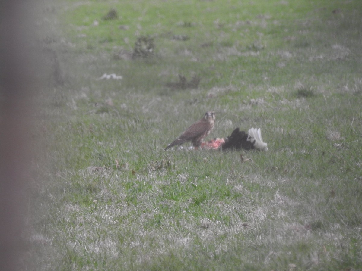 Brown Falcon - ML638134266