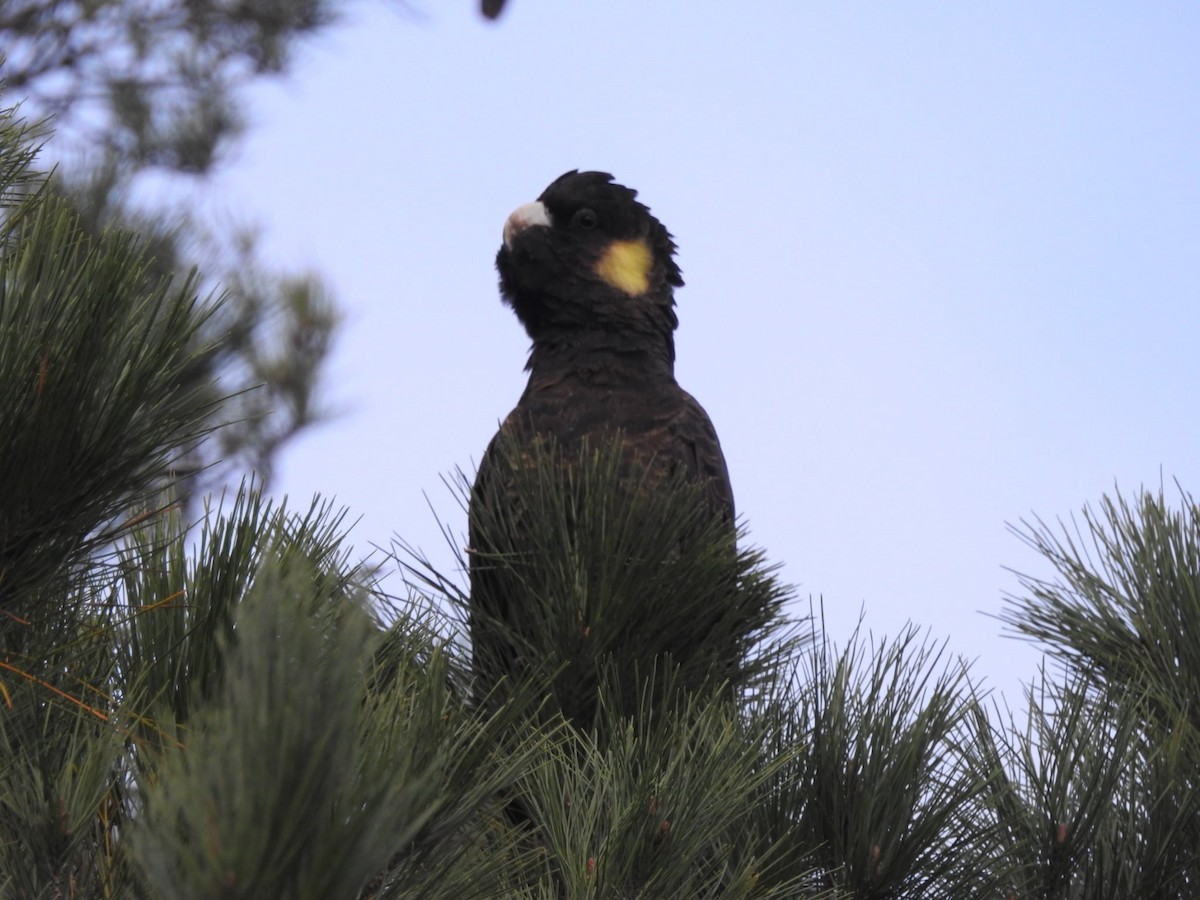 Yellow-tailed Black-Cockatoo - ML638134268