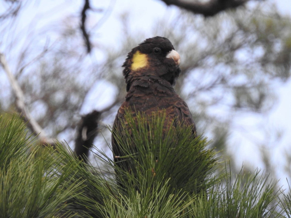 Yellow-tailed Black-Cockatoo - ML638134269
