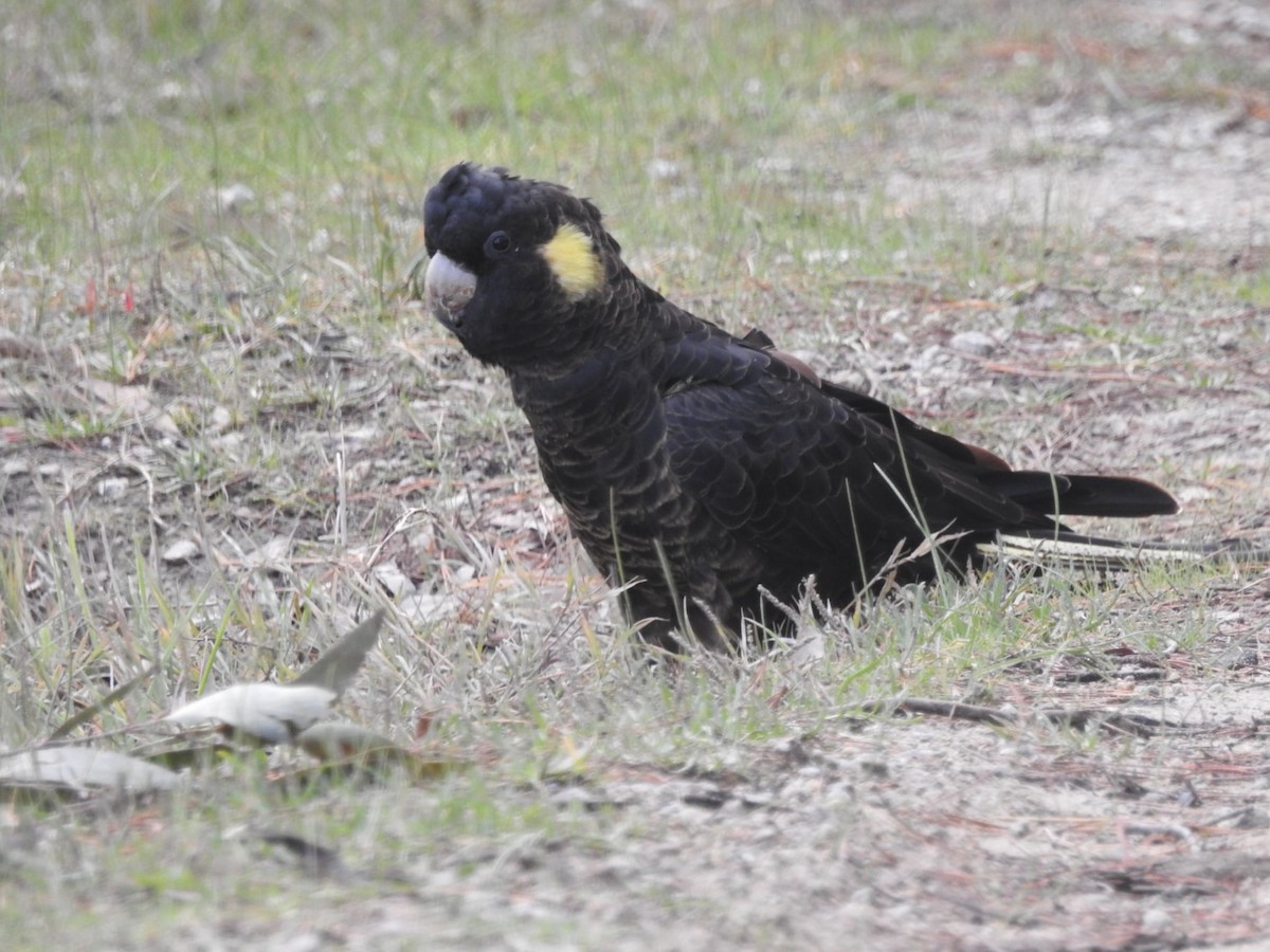 Yellow-tailed Black-Cockatoo - ML638134270
