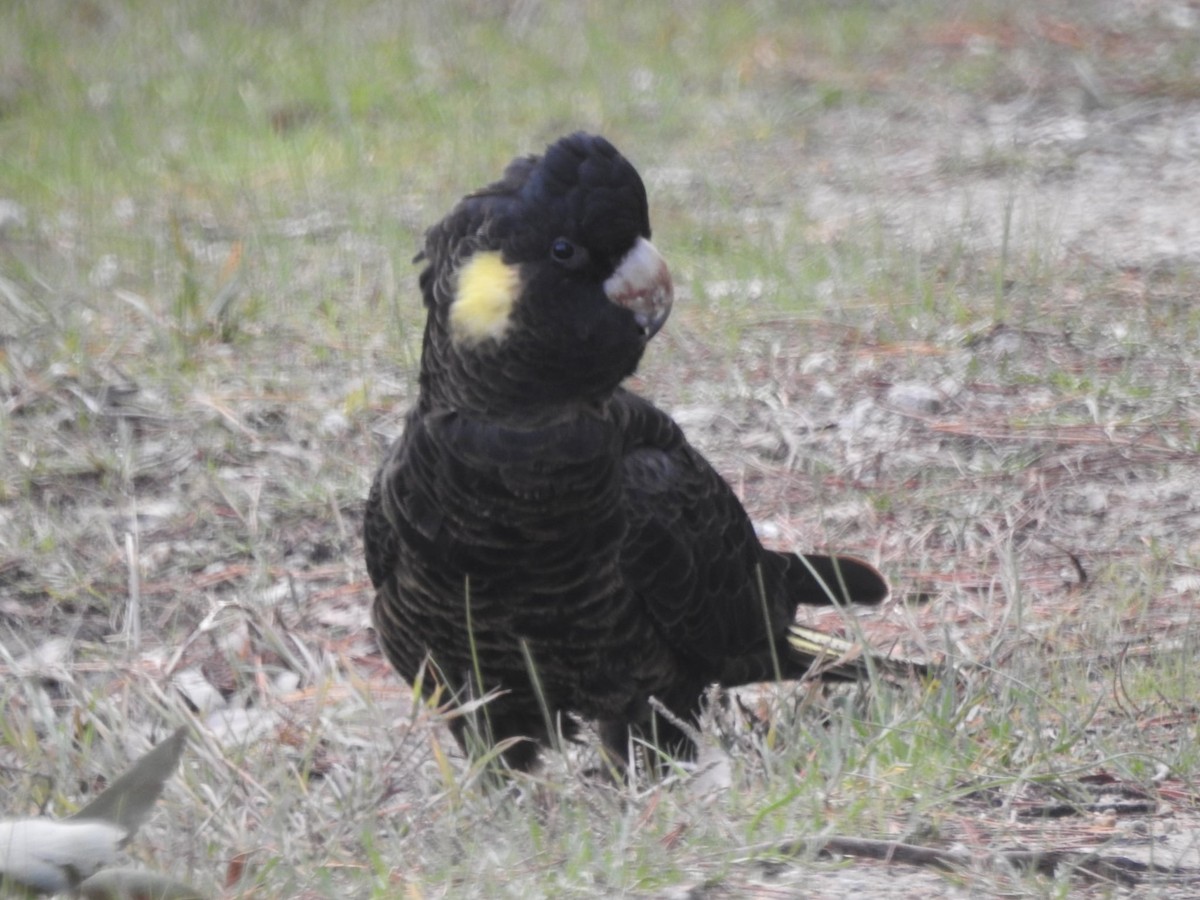 Yellow-tailed Black-Cockatoo - ML638134271