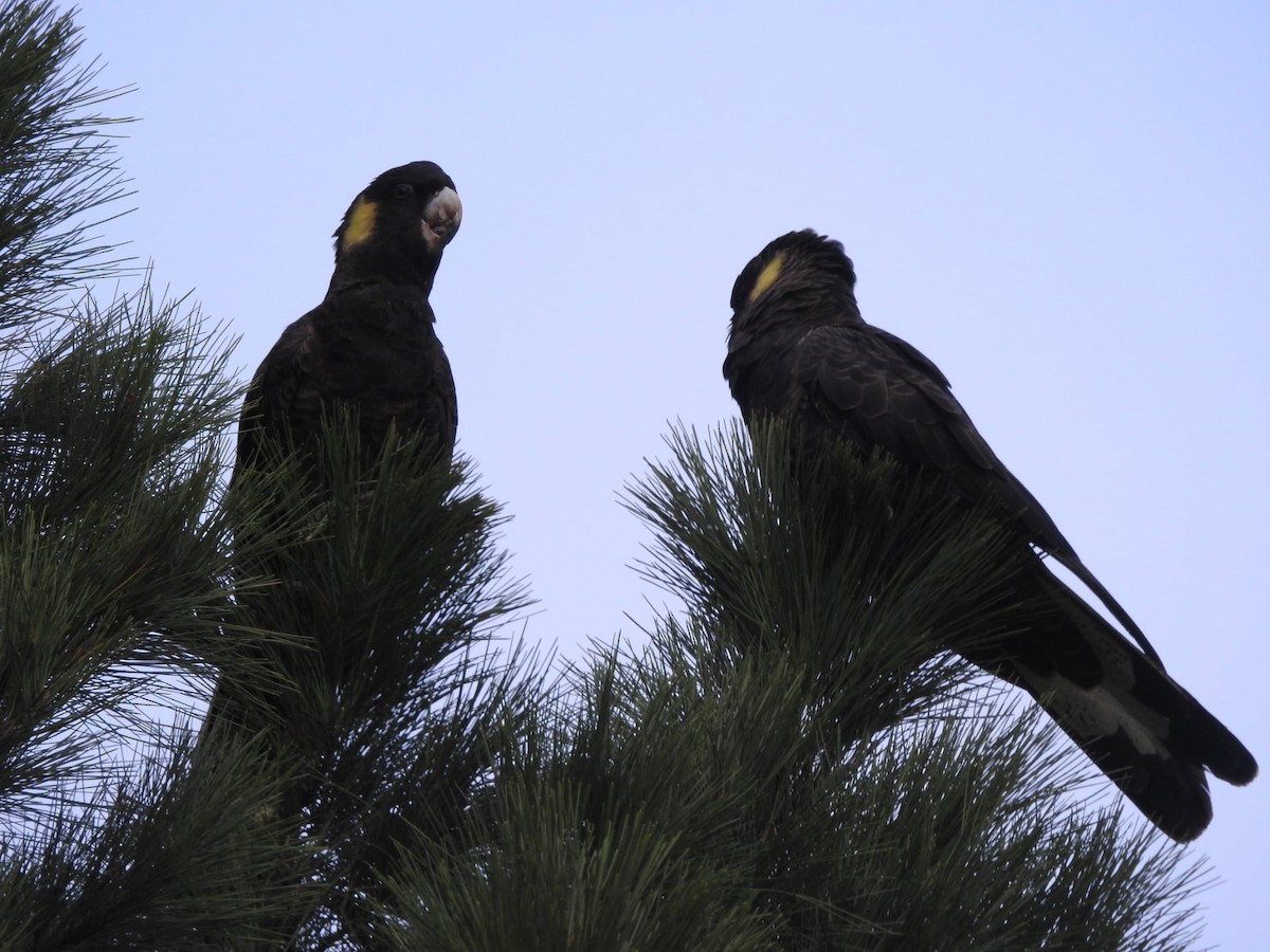 Yellow-tailed Black-Cockatoo - ML638134272