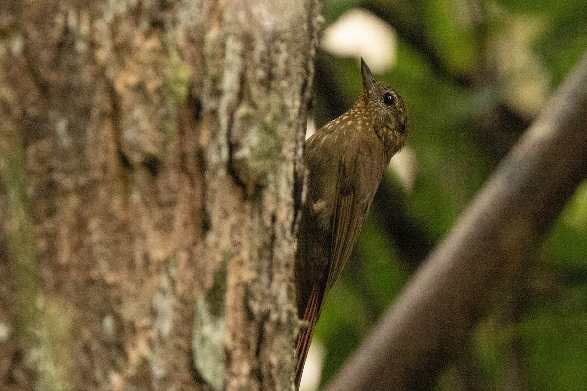 Wedge-billed Woodcreeper - ML638134277