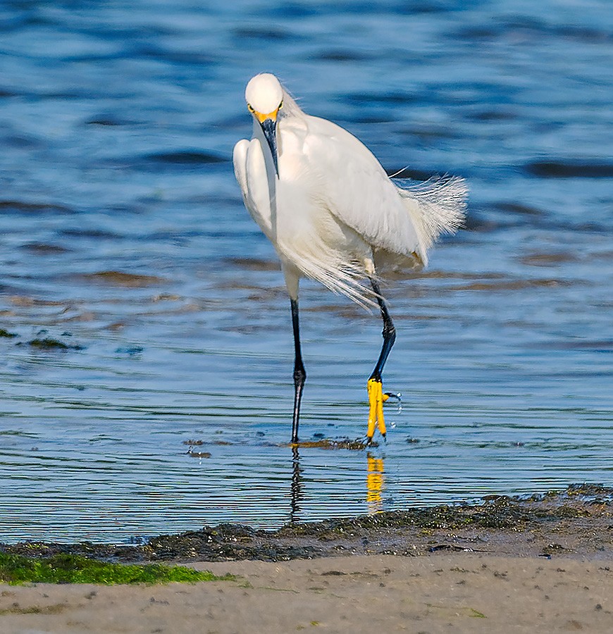 Snowy Egret - ML638134279