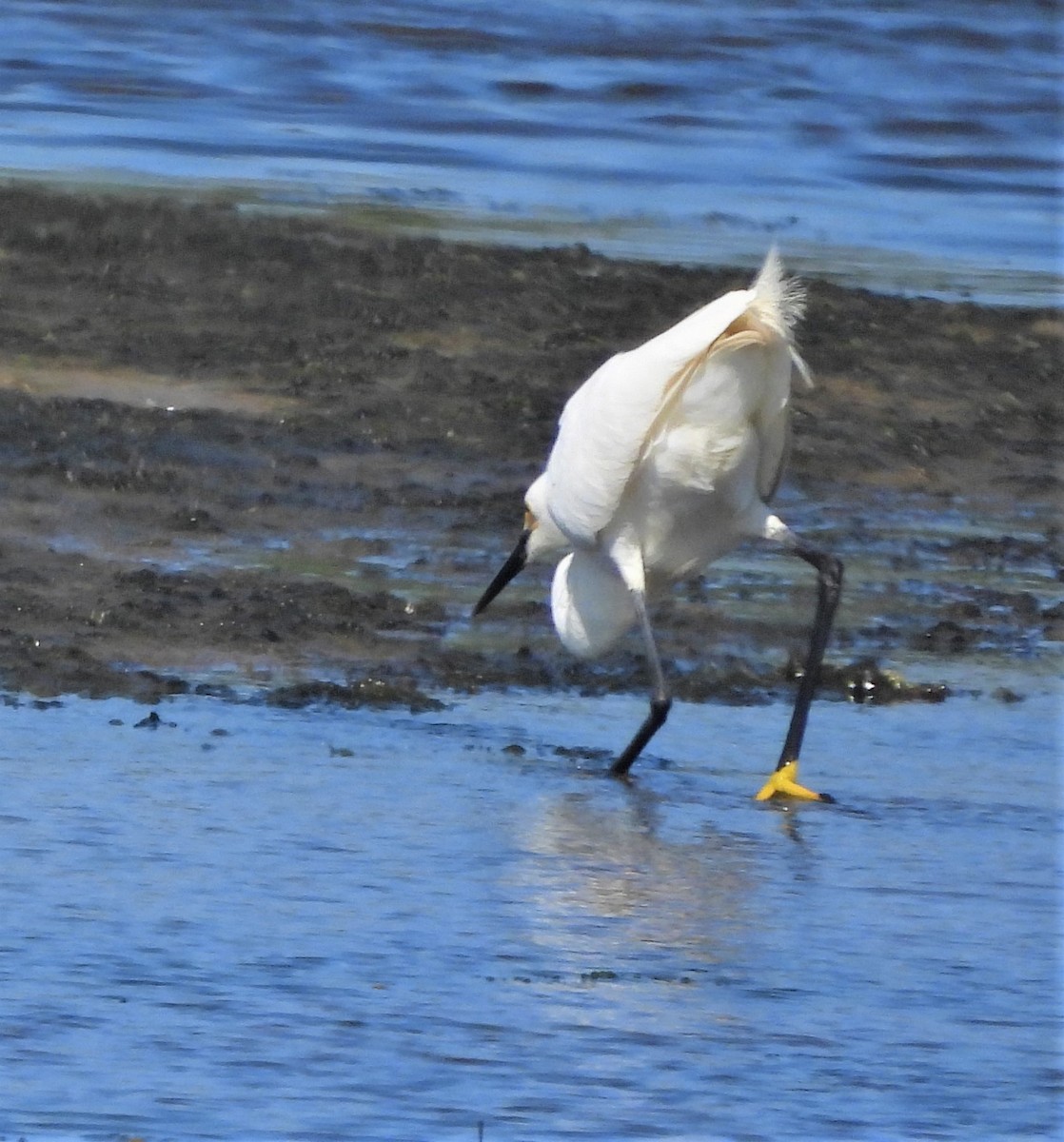 Snowy Egret - ML638134281
