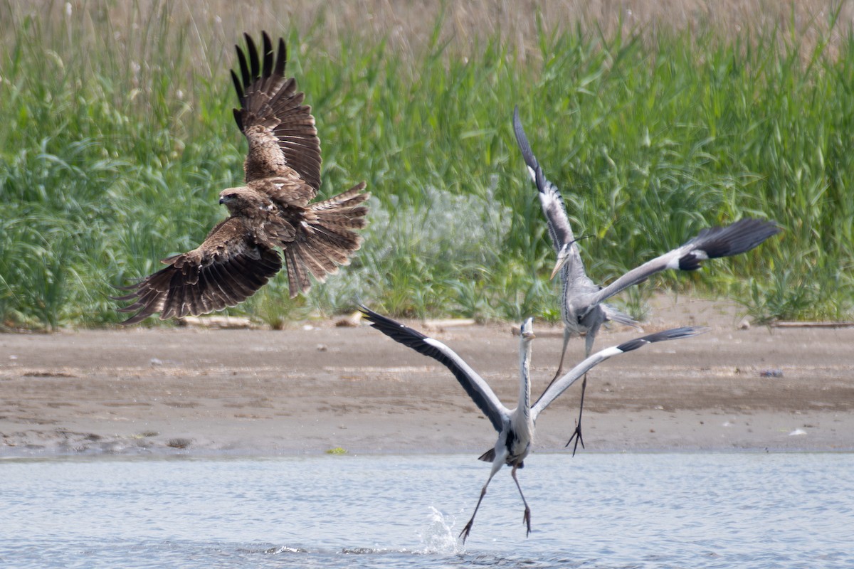Black Kite (Black-eared) - ML638134283
