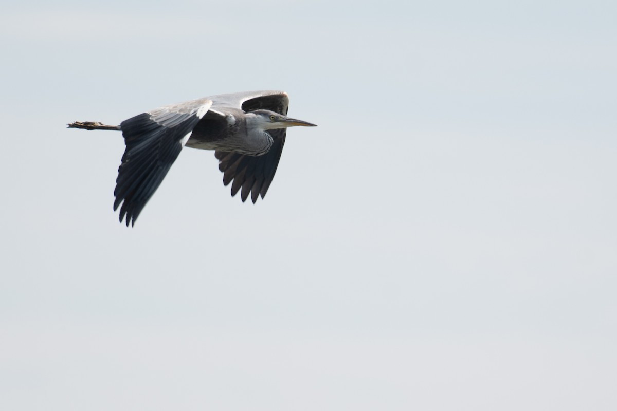 Gray Heron (Gray) - ML638134284