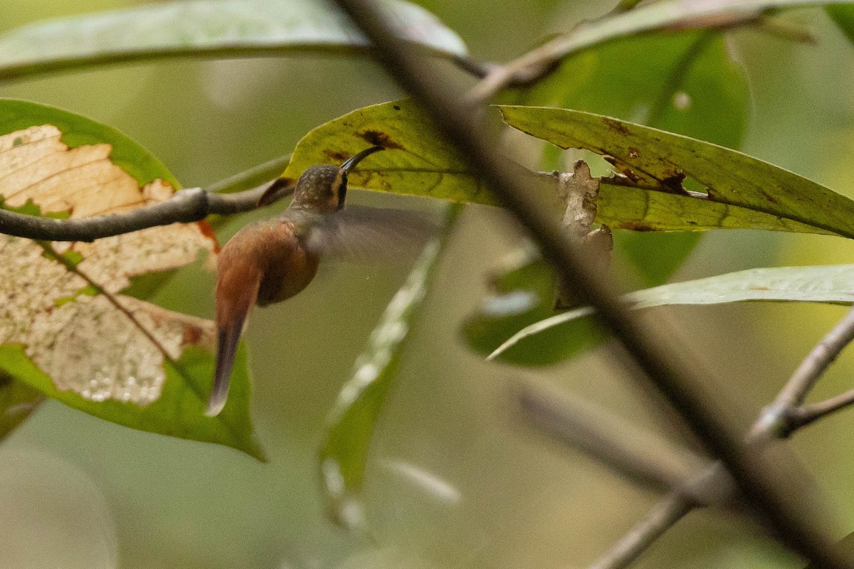 Reddish Hermit - ML638134285