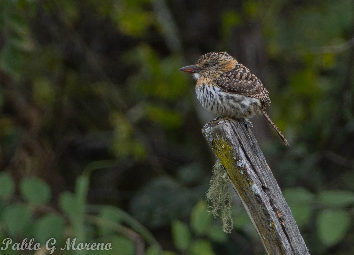 Spot-backed Puffbird - ML638134286
