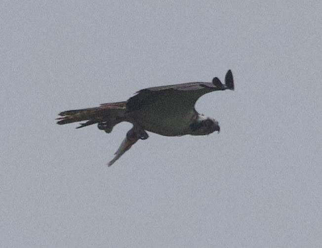 Osprey - ML638134287