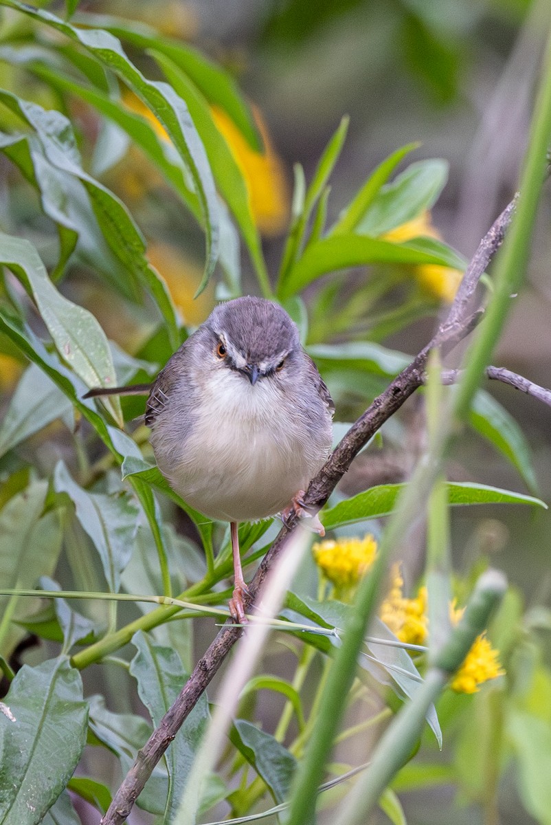 Tawny-flanked Prinia - ML638134289