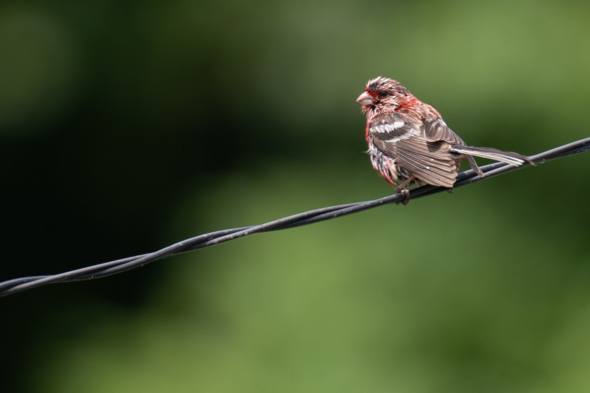 Long-tailed Rosefinch (Siberian) - ML638134290