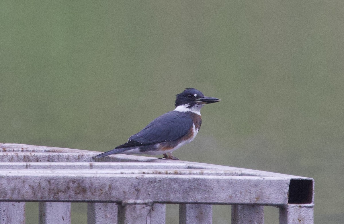 Belted Kingfisher - ML638134291