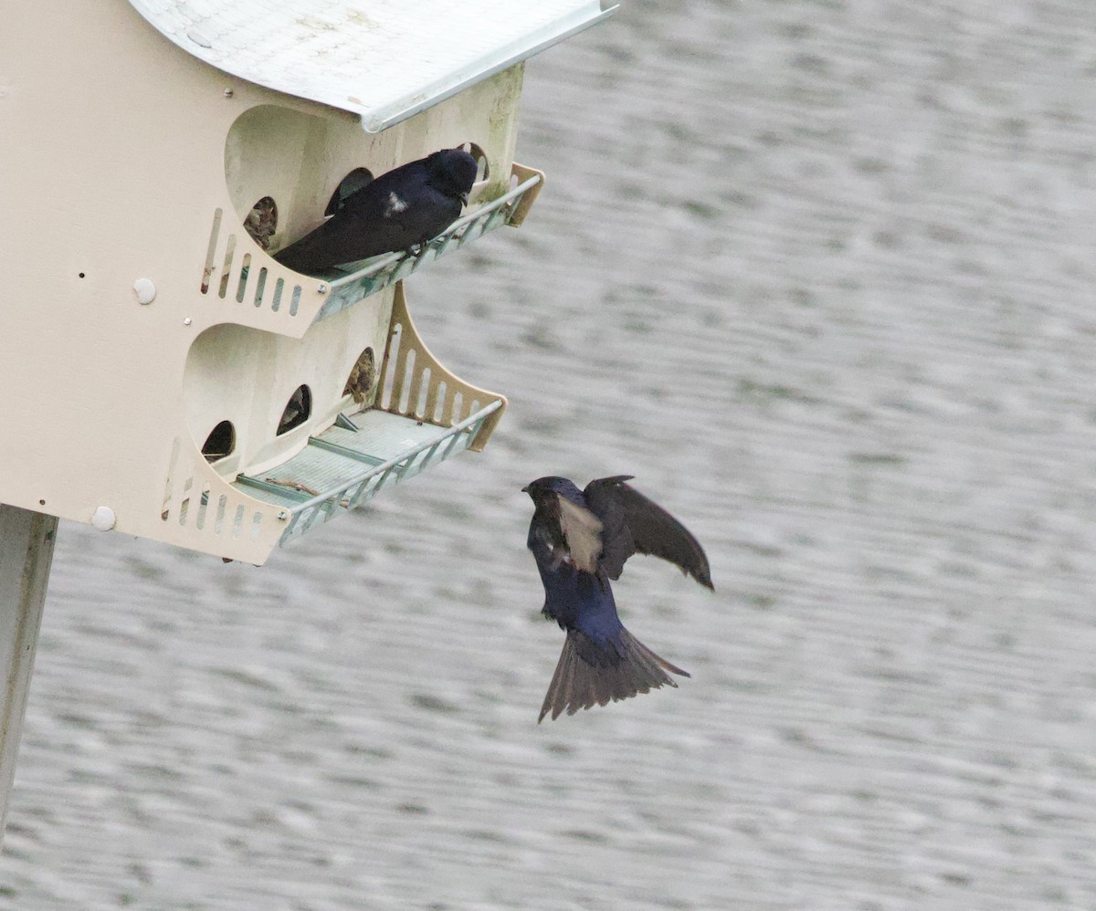 Purple Martin - ML638134292