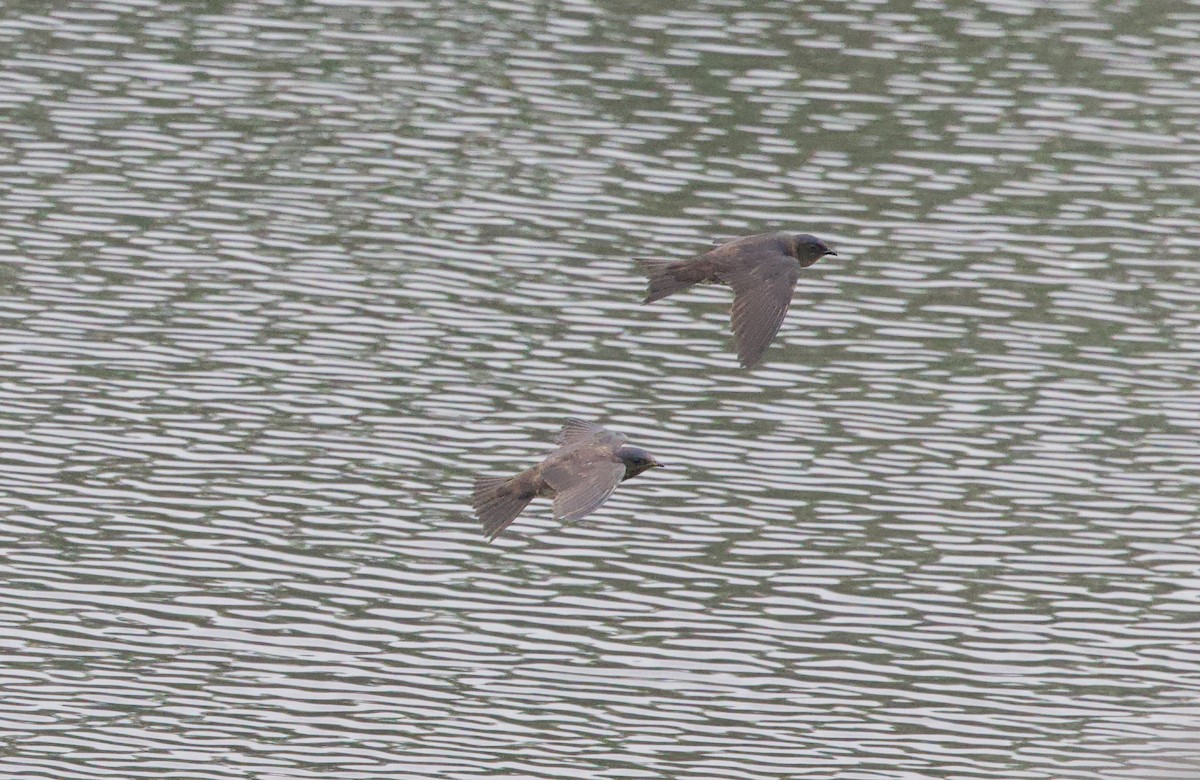 Purple Martin - ML638134293
