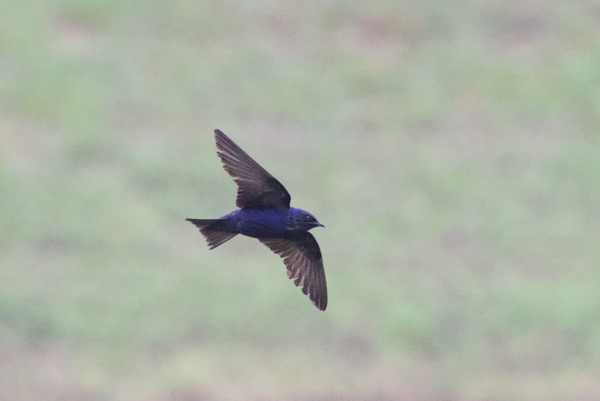 Purple Martin - ML638134294