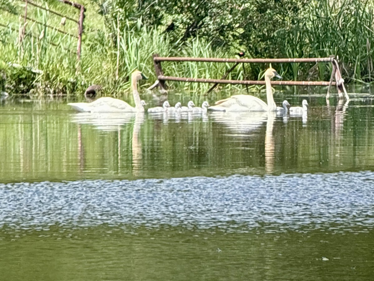 Trumpeter Swan - ML638134295