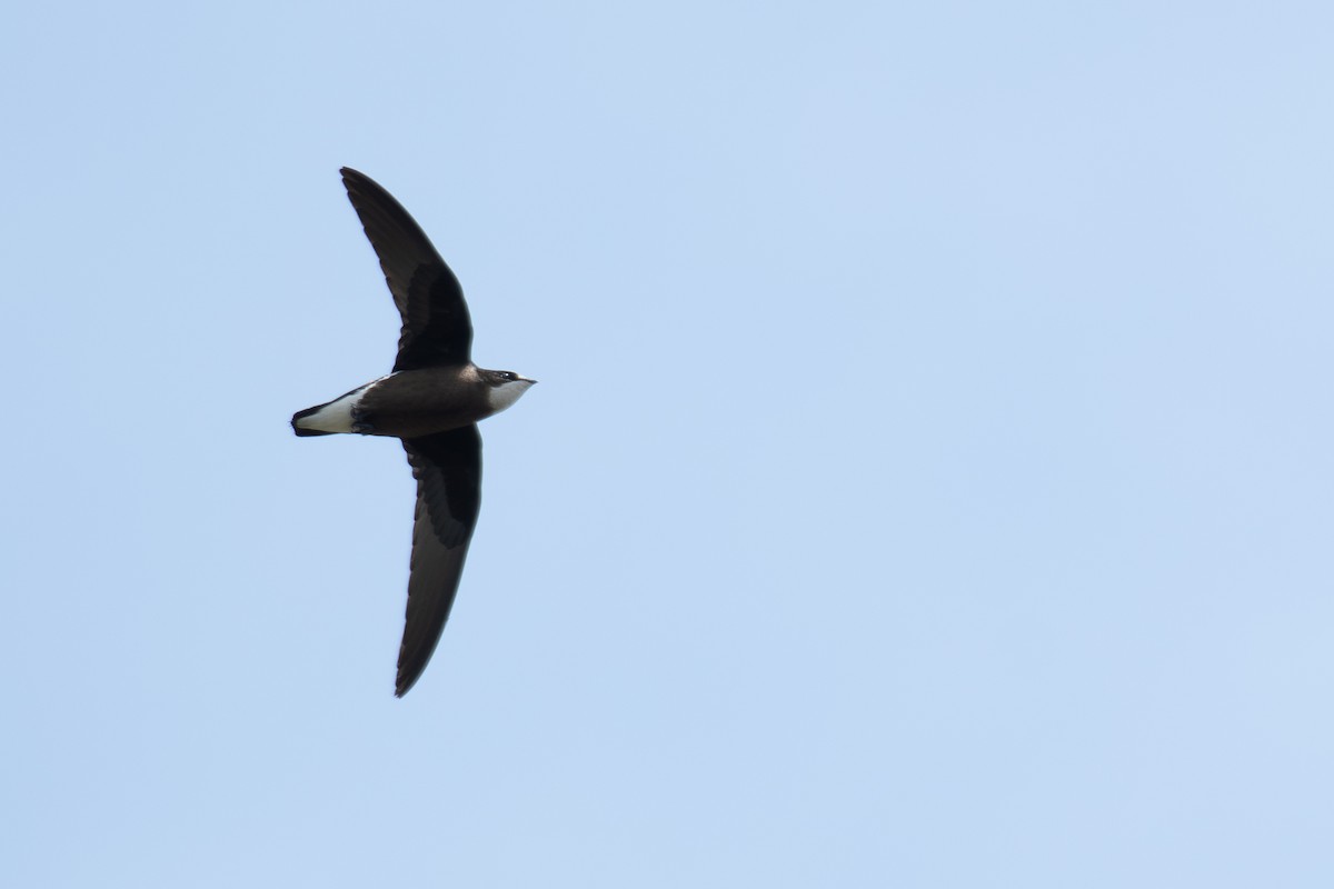 White-throated Needletail (White-lored) - ML638134296