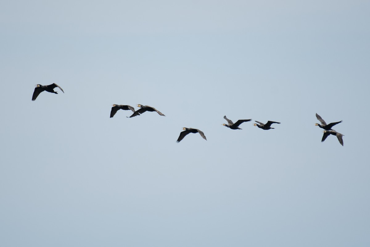 Great Cormorant (Eurasian) - ML638134297