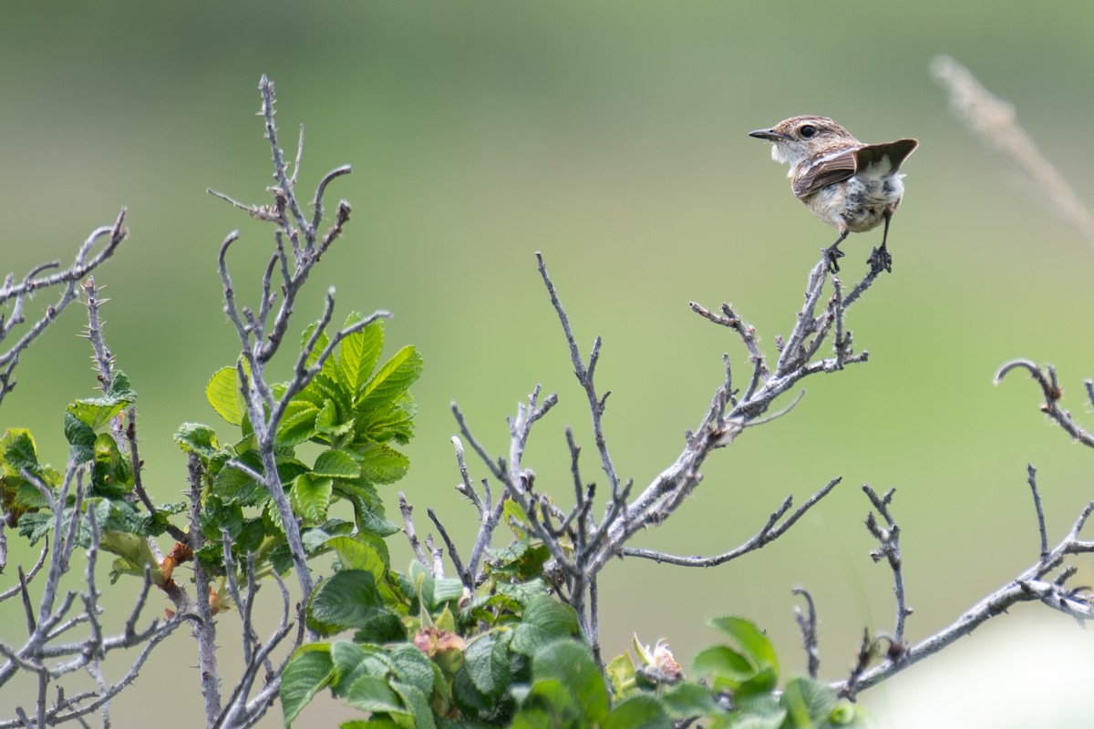 Amur Stonechat - ML638134298