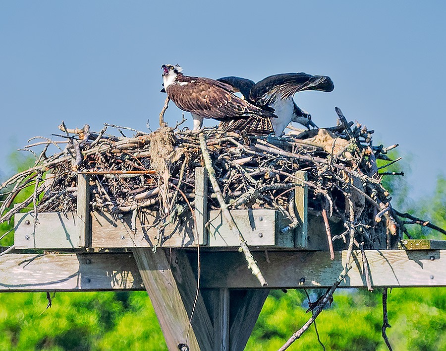 Osprey - ML638134301
