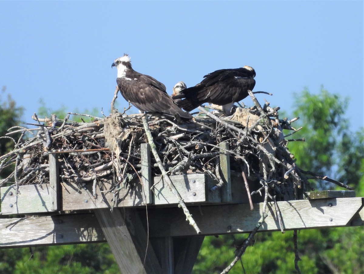 Osprey - ML638134302
