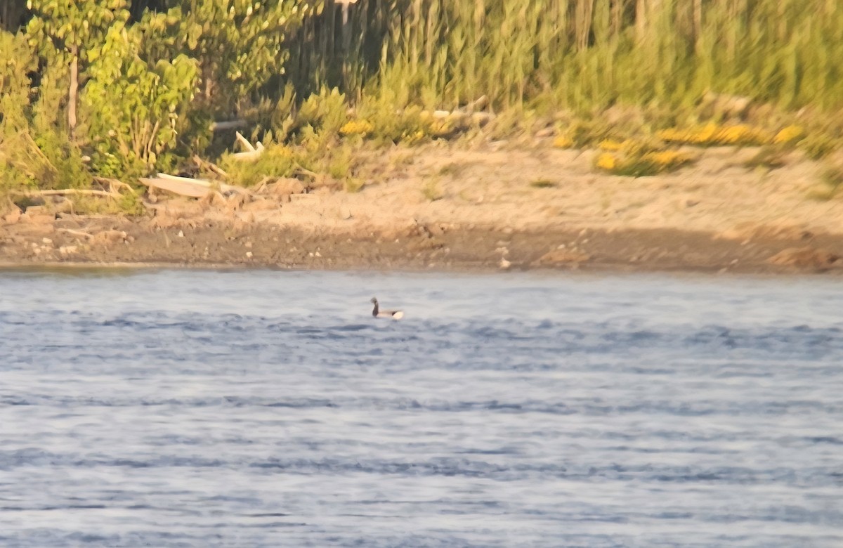 Brant - ML638134303