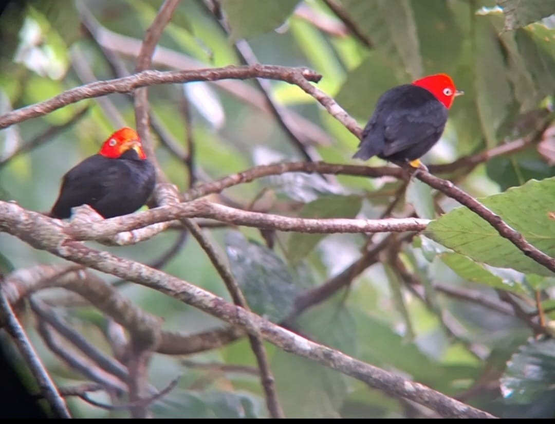Red-capped Manakin - ML638134304