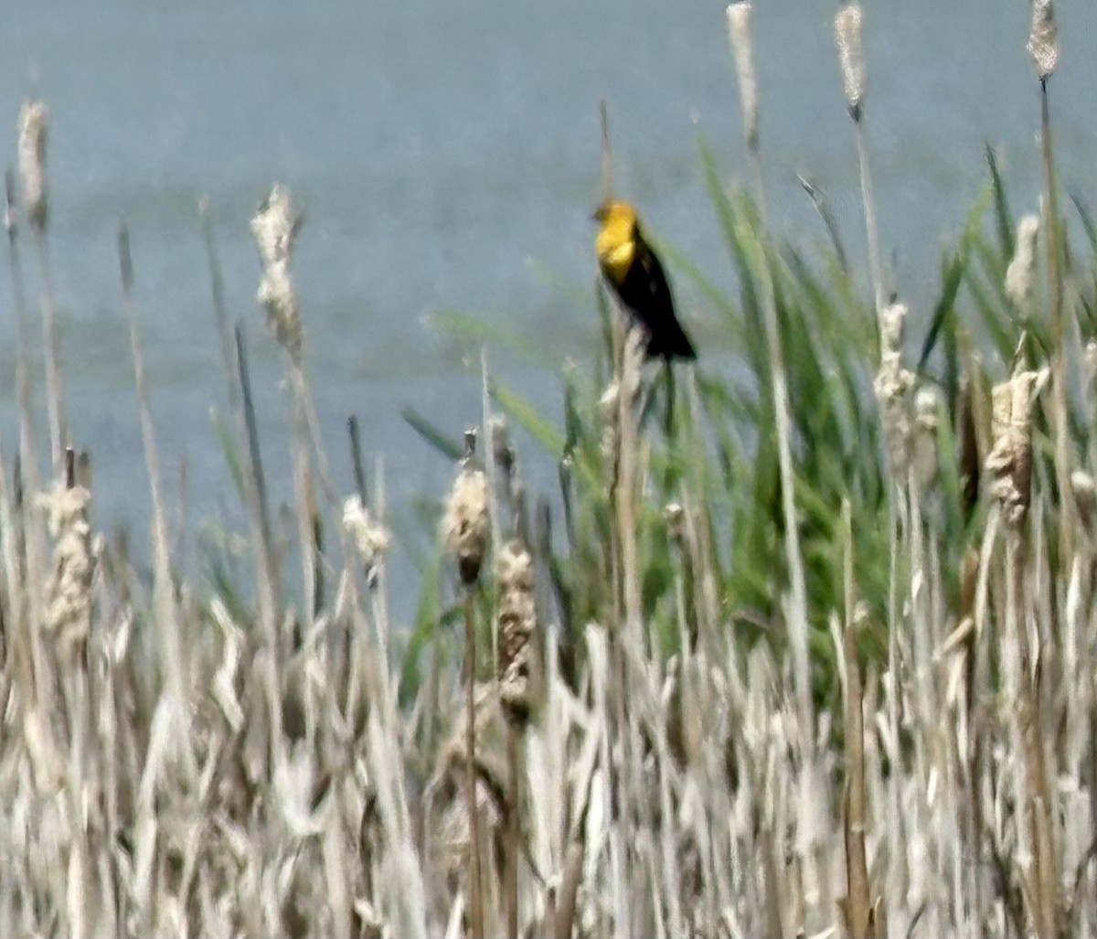 Yellow-headed Blackbird - ML638134305