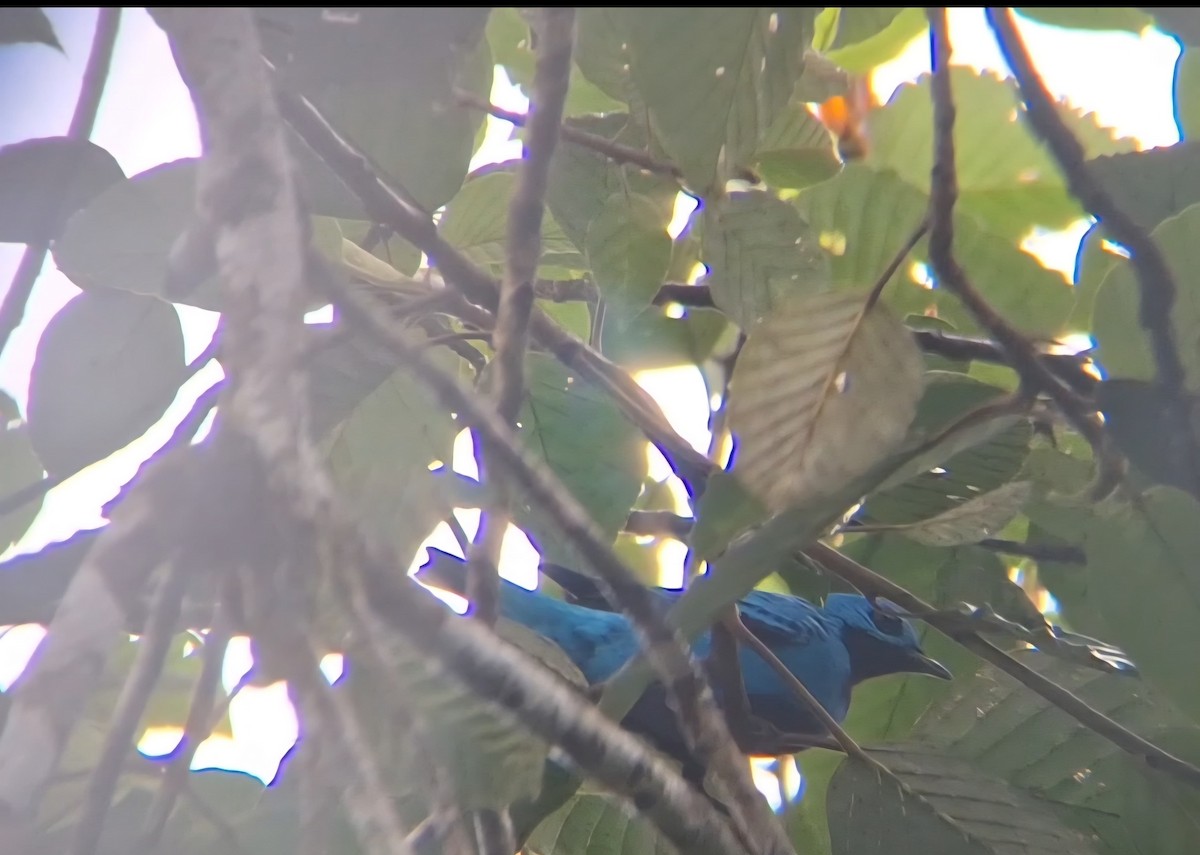 Turquoise Cotinga - ML638134306