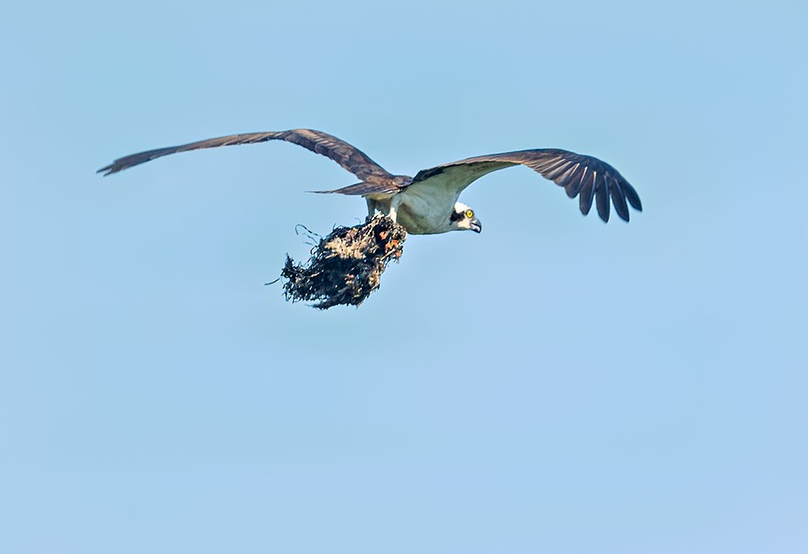 Osprey - ML638134307