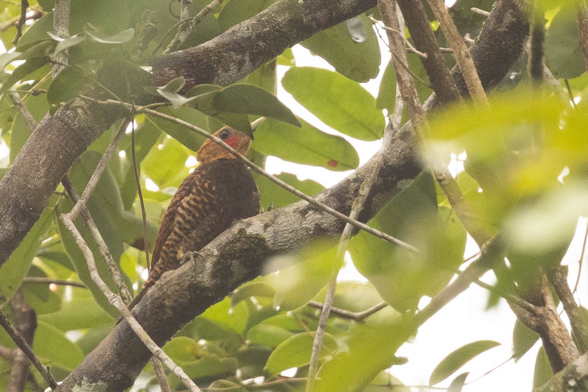 Waved Woodpecker (Waved) - ML638134310