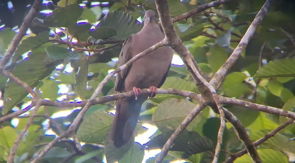 Short-billed Pigeon - ML638134312