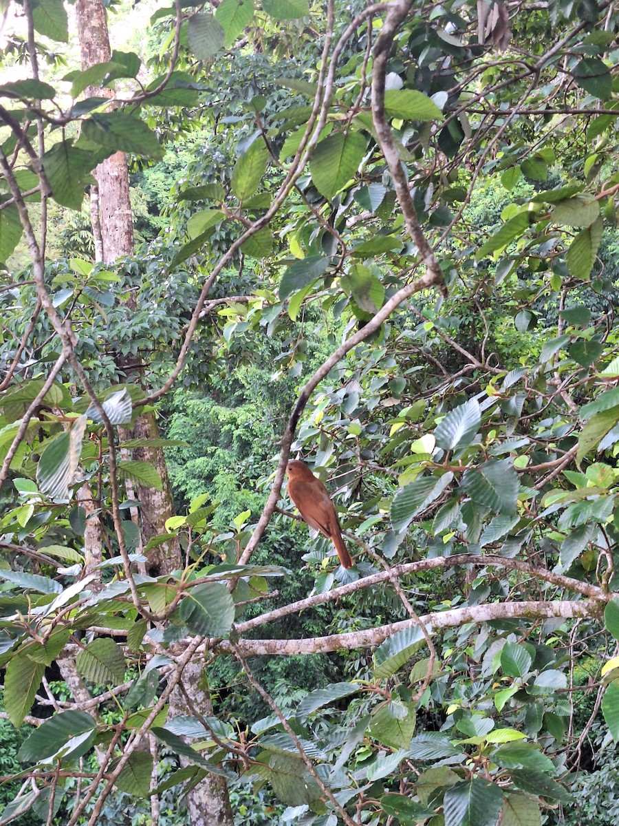 Rufous Mourner - ML638134314