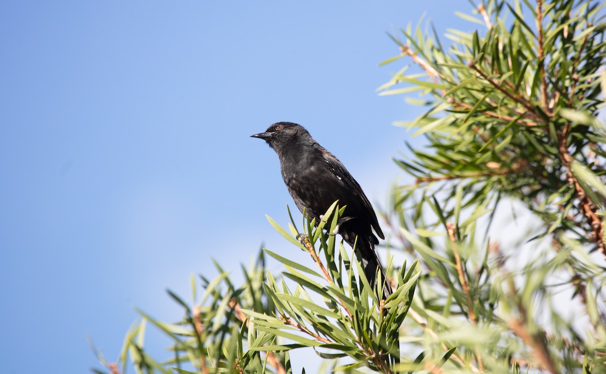 Variable Oriole - ML638134320