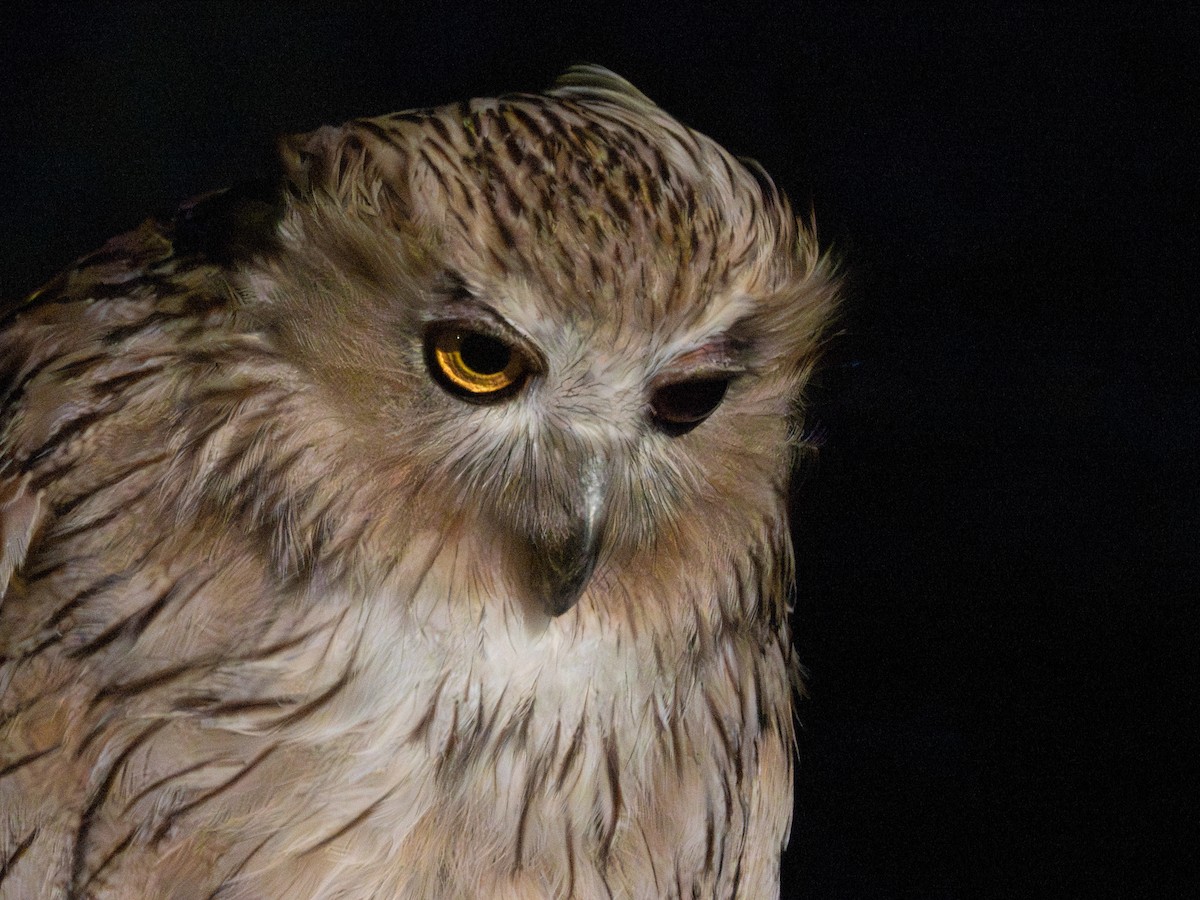 Blakiston's Fish-Owl (blakistoni) - ML638134340