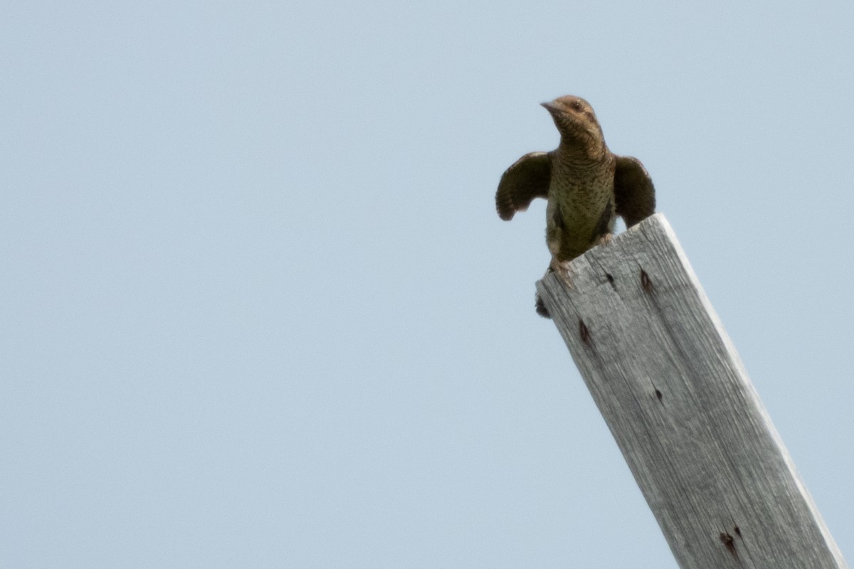 Eurasian Wryneck - ML638134344
