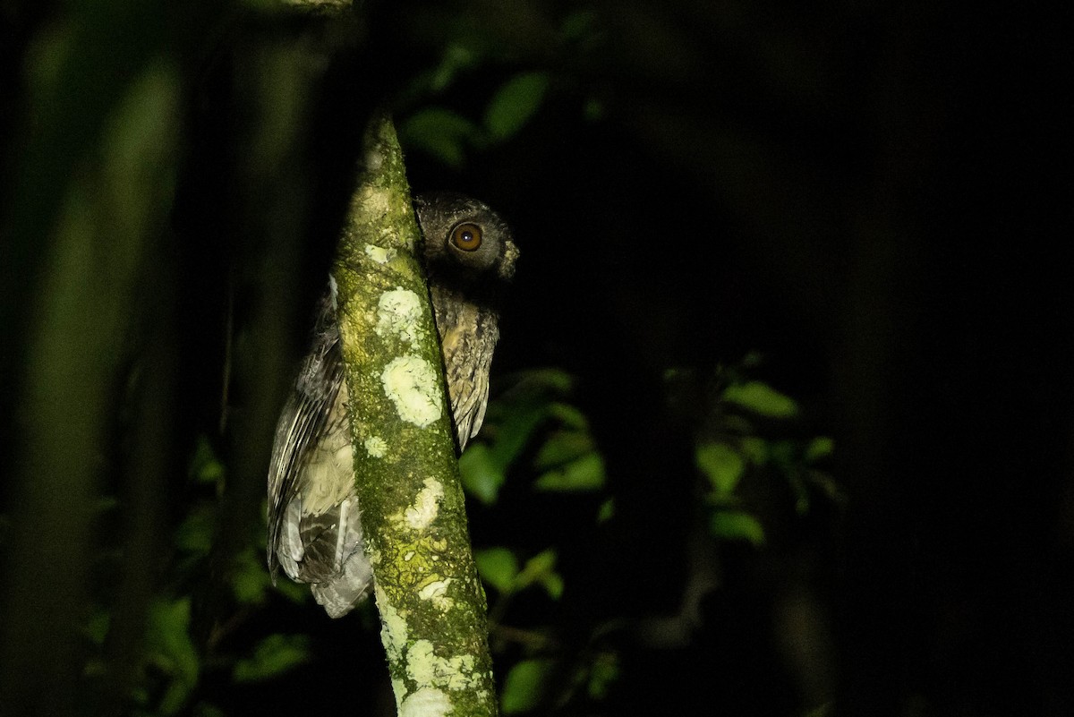 Tawny-bellied Screech-Owl - ML638134350
