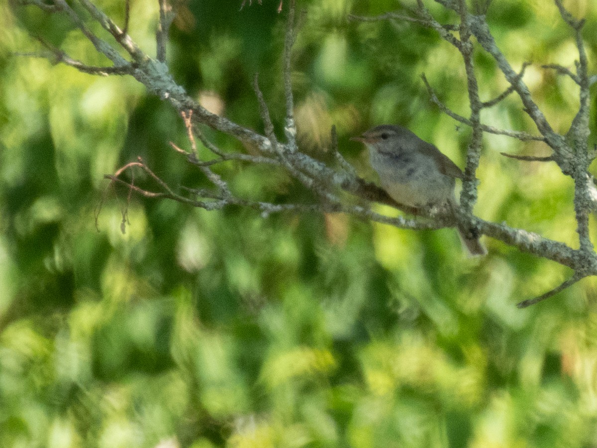 Japanese Bush Warbler (Northern) - ML638134370