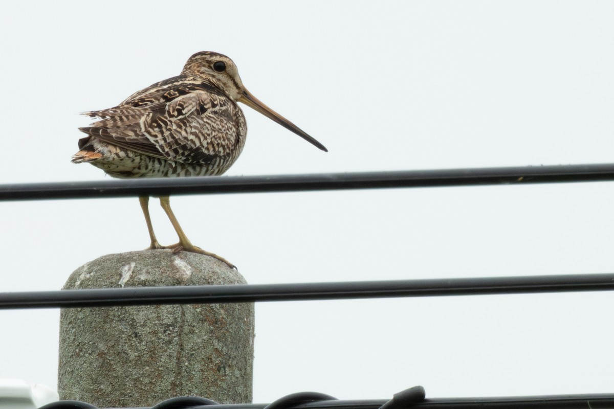 Latham's Snipe - ML638134381