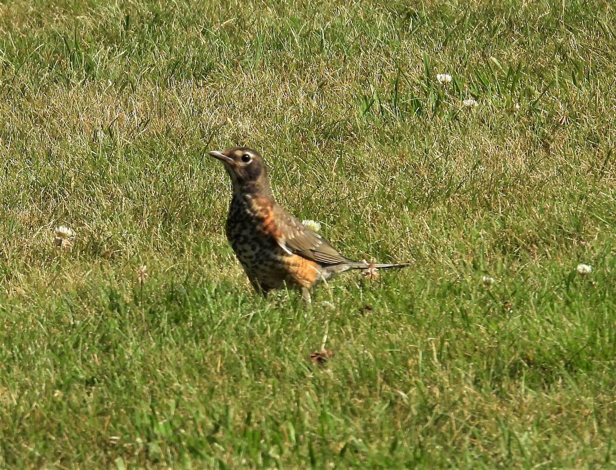 American Robin - ML638134395