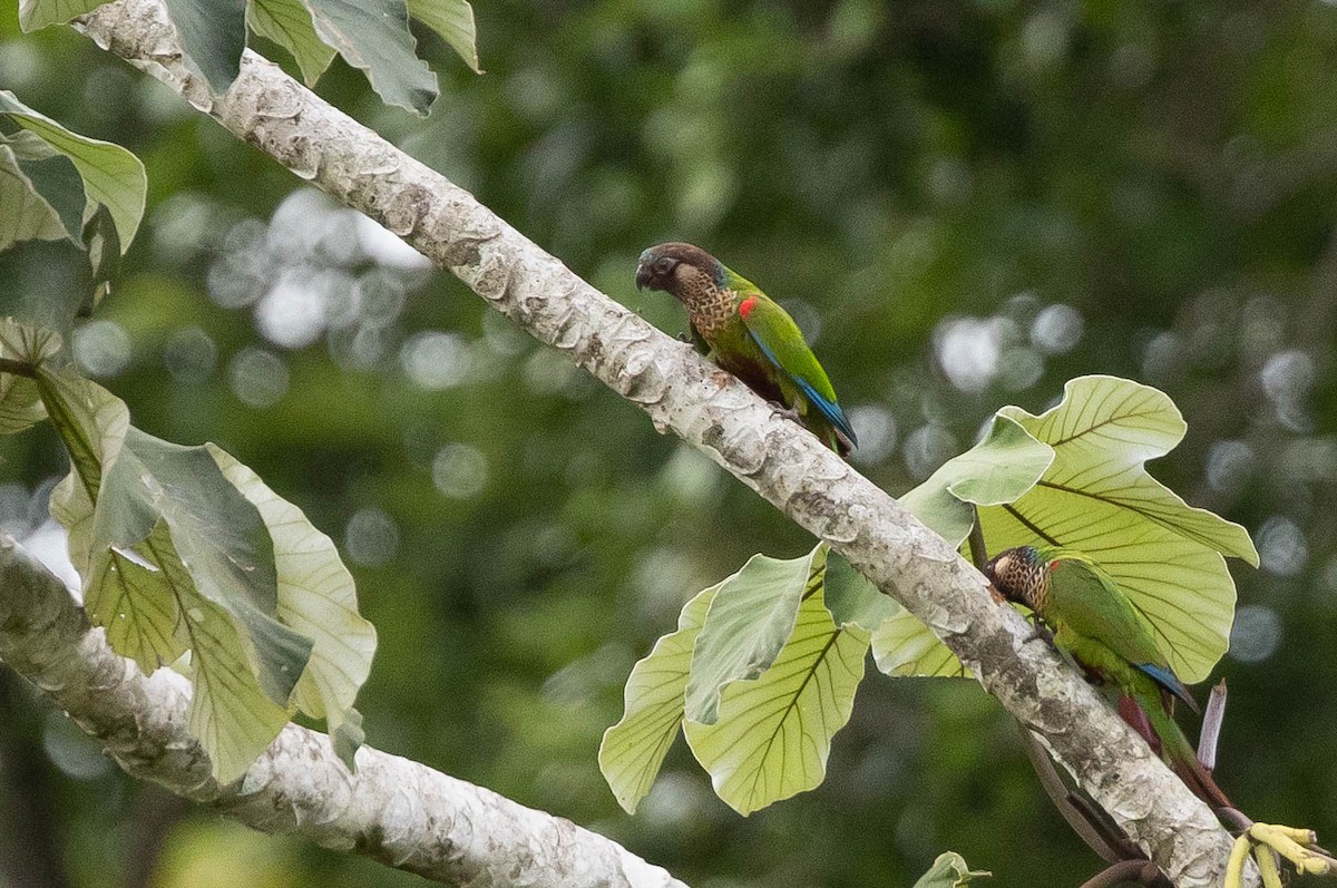Painted Parakeet - ML638134404