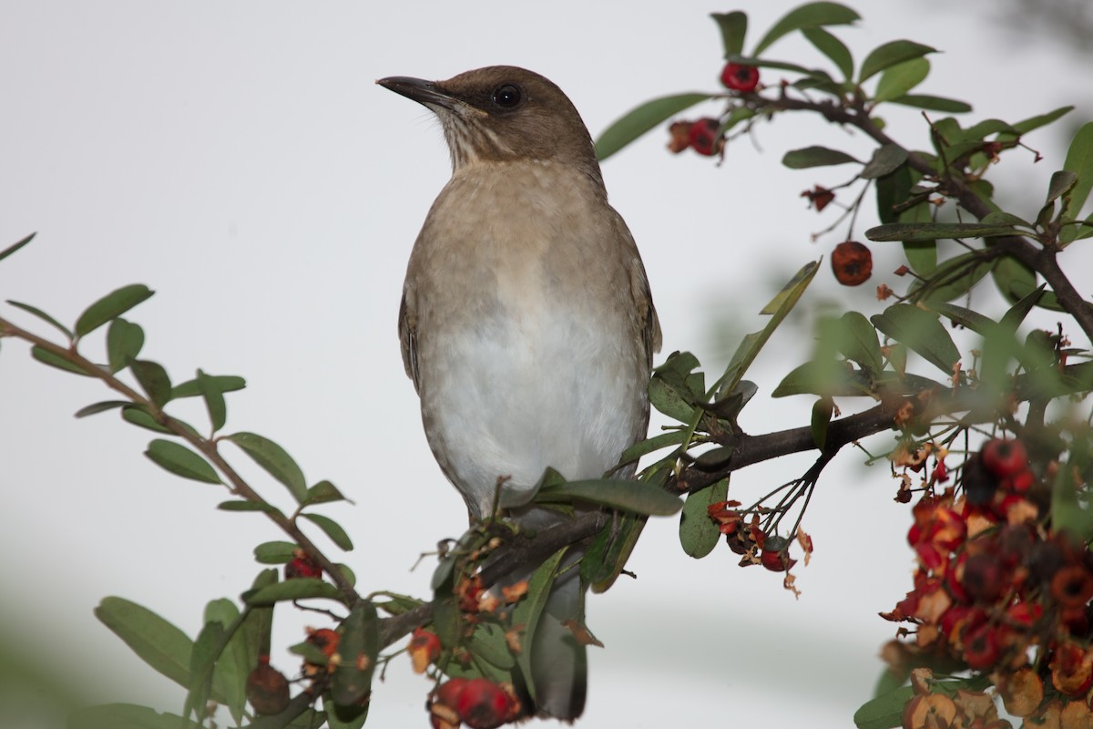 Creamy-bellied Thrush - ML638134409