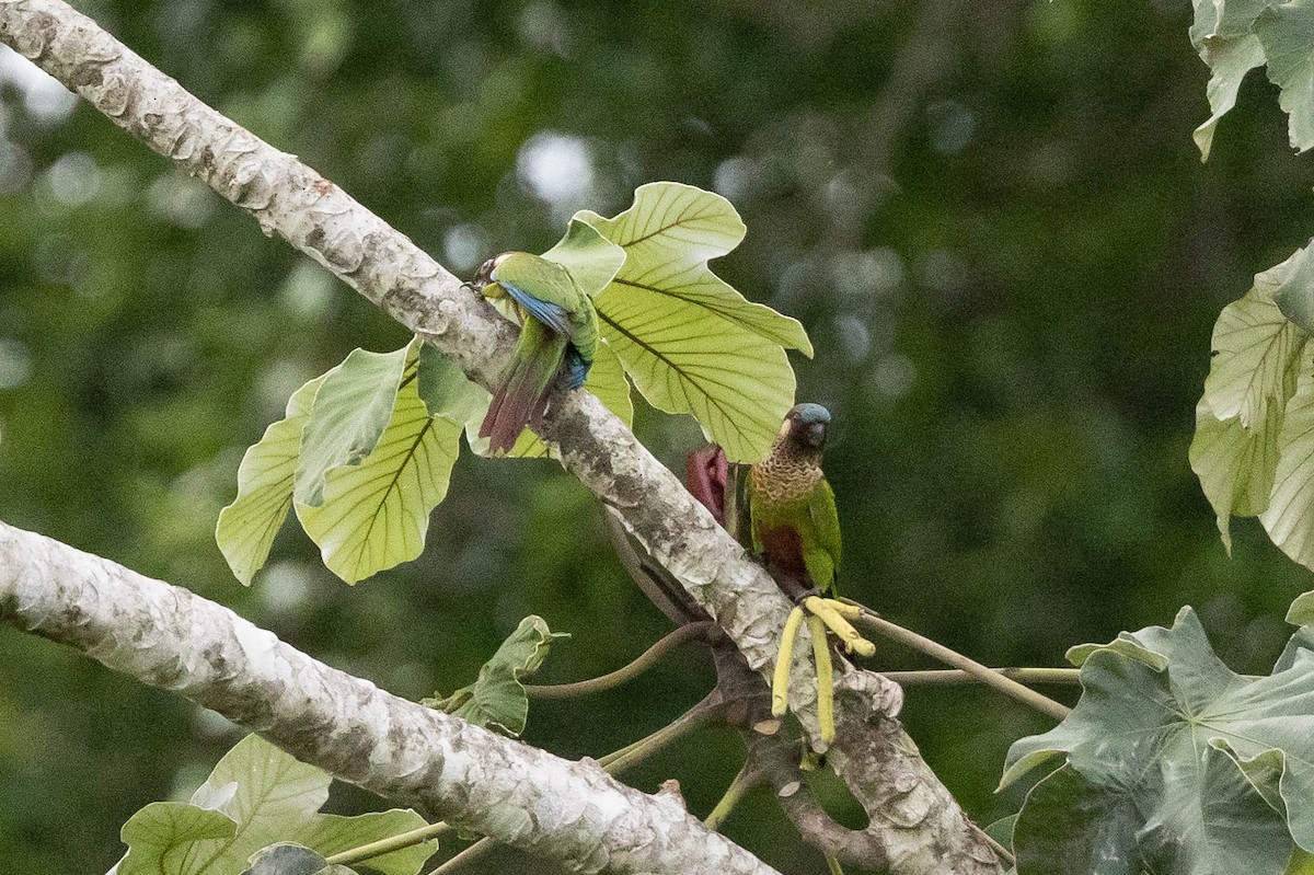 Painted Parakeet - ML638134411